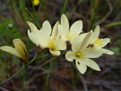 Geissorhiza imbricata (Geissorhiza imbricata)
