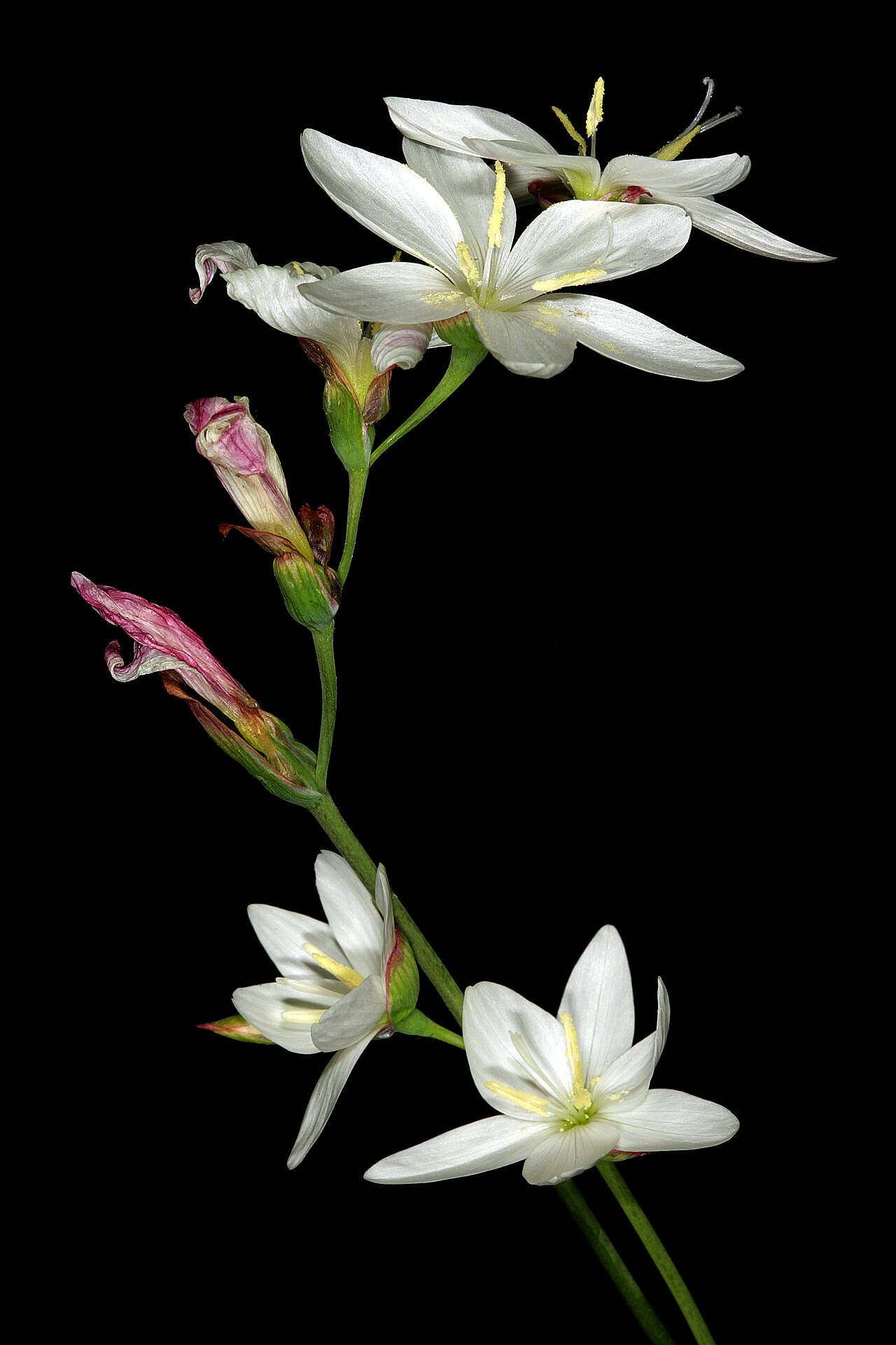 Geissorhiza imbricata: Geissorhiza imbricata subsp. imbricata , flowers; Caledon Wild Flower Show, Caledon, Western Cape, South Africa