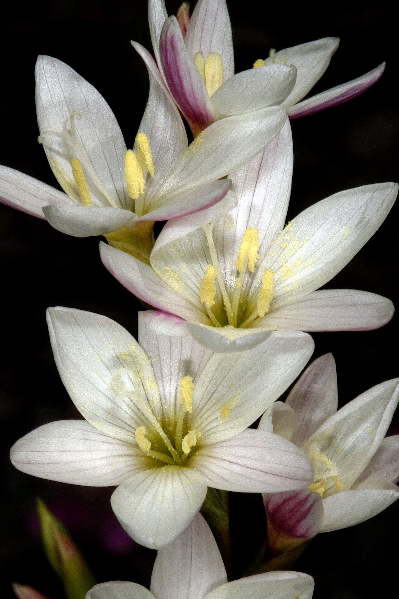 Geissorhiza imbricata: Geissorhiza imbricata subsp. imbricata , flowers; recently burned fynbos, Cape Point Nature Reserve, Cape Town, Western Cape, South Africa