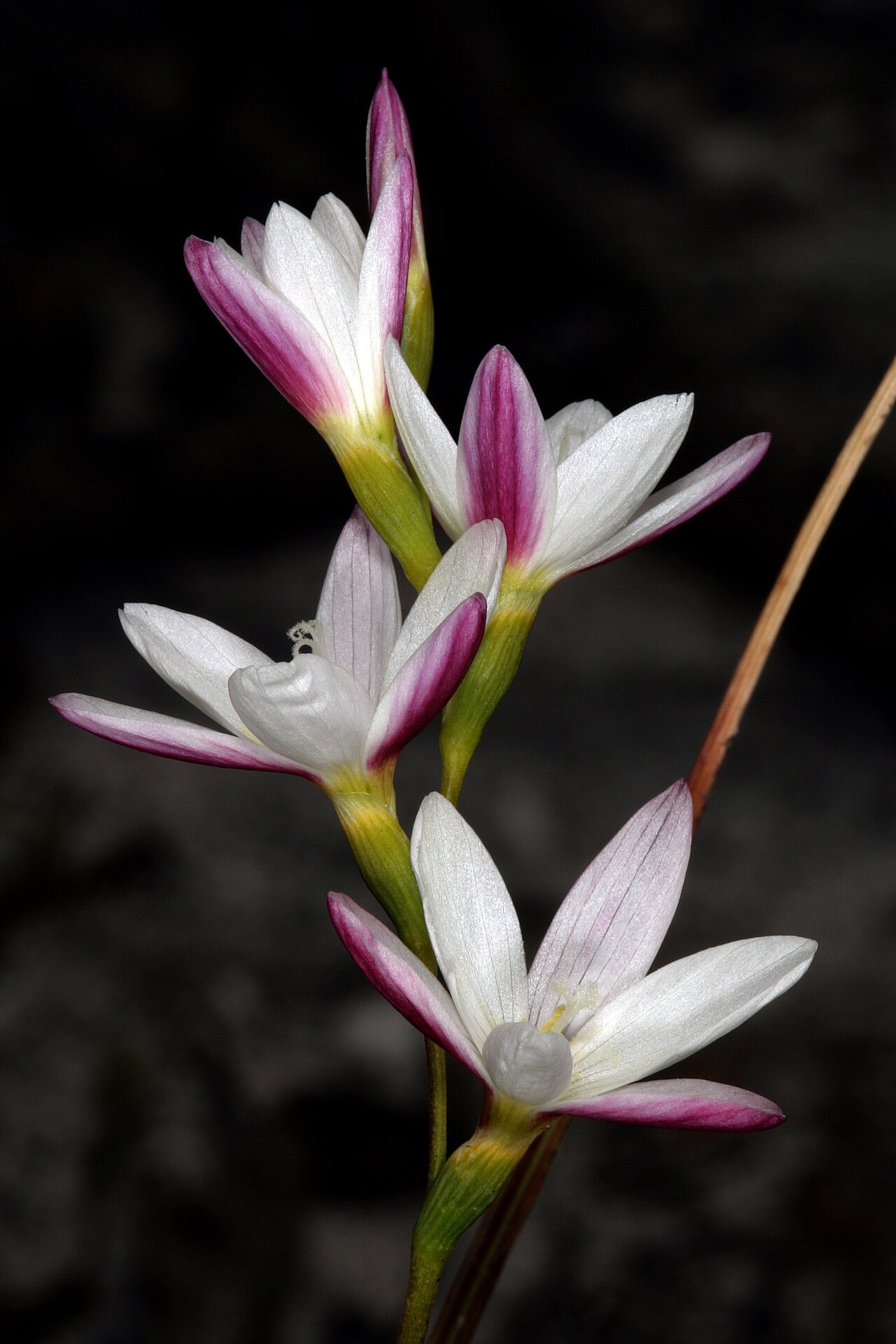 Geissorhiza imbricata: Geissorhiza imbricata subsp. imbricata , flowers; recently burned fynbos, Cape Point Nature Reserve, Cape Town, Western Cape, South Africa
