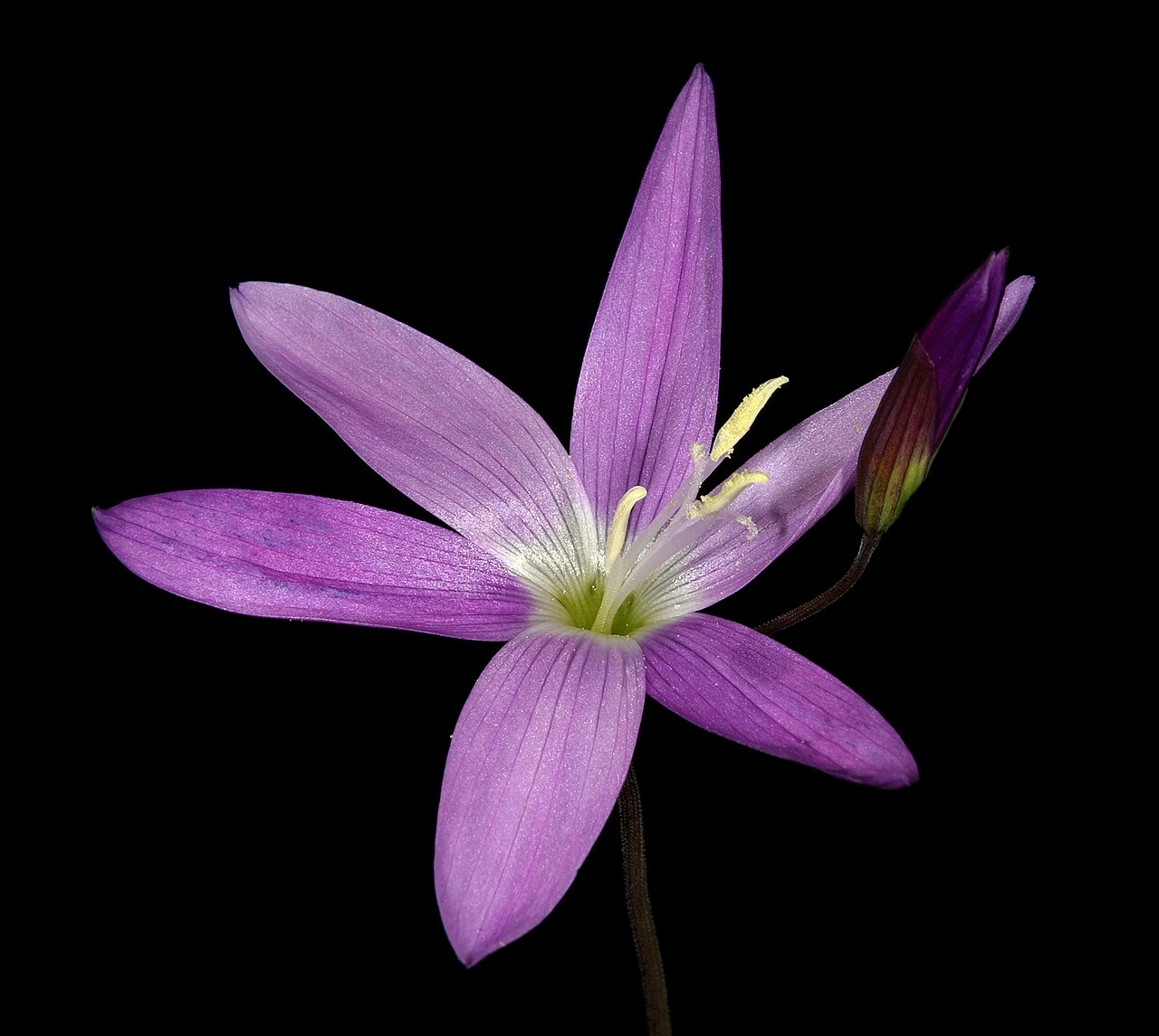 Geissorhiza inaequalis: Geissorhiza inaequalis , inflorescence with open flower and flower bud; farm Oorlogskloof, Nieuwoudtville, Northern Cape, South Africa