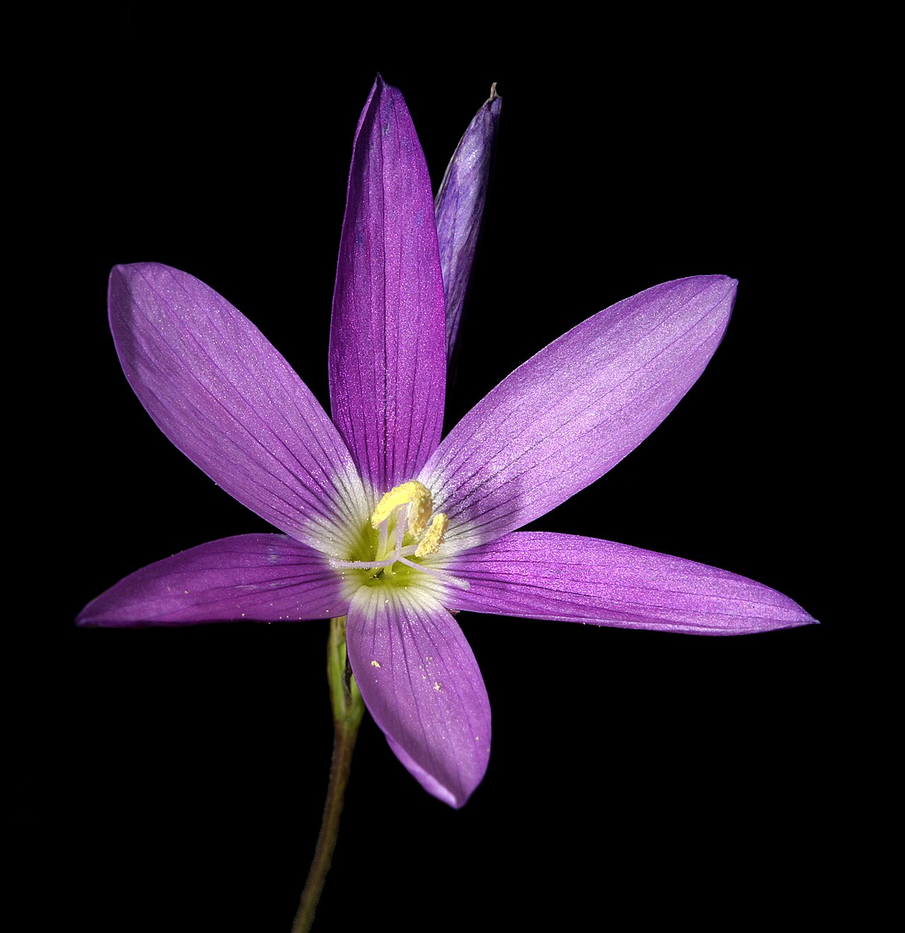Geissorhiza inaequalis: Geissorhiza inaequalis , inflorescence with open flower and flower bud; farm Oorlogskloof, Nieuwoudtville, Northern Cape, South Africa