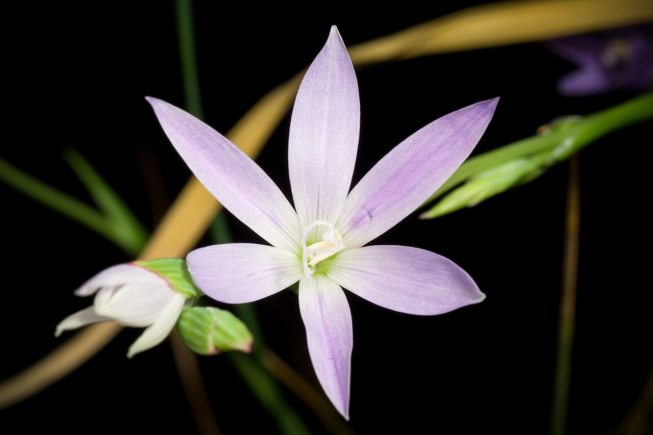 Geissorhiza inaequalis: Plant derived from West Cape prov., South africa Taxonomy Family Iridaceae Juss. / アヤメ科 Subfamily Crocoideae Tribe Croceae Genus Geissorhiza Ker Gawl. Distribut
