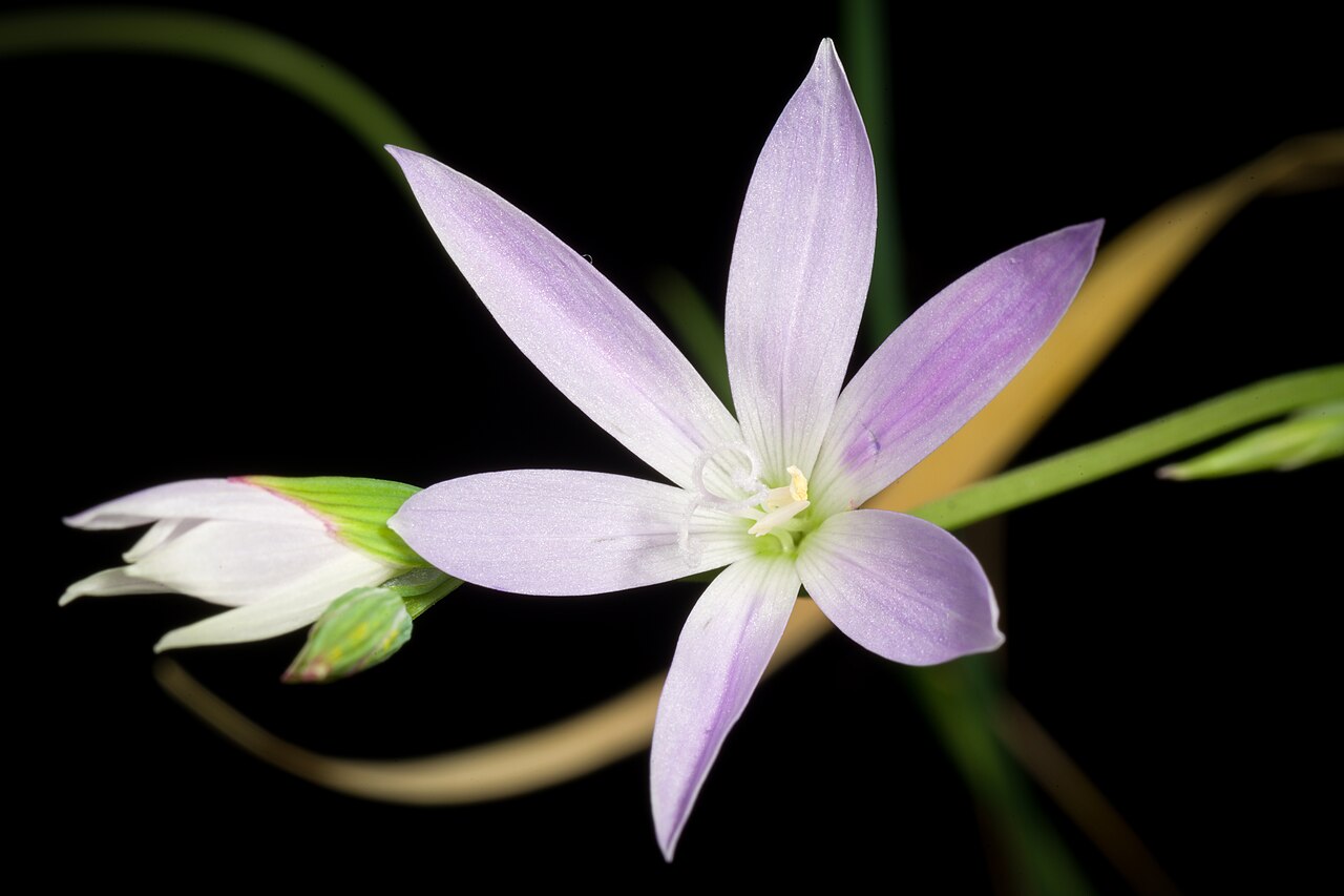 Geissorhiza inaequalis: Plant derived from West Cape prov., South africa Taxonomy Family Iridaceae Juss. / アヤメ科 Subfamily Crocoideae Tribe Croceae Genus Geissorhiza Ker Gawl. Distribut