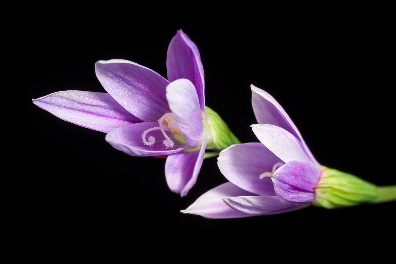 Geissorhiza inaequalis: Plant derived from West Cape prov., South africa Taxonomy Family Iridaceae Juss. / アヤメ科 Subfamily Crocoideae Tribe Croceae Genus Geissorhiza Ker Gawl. Distribut