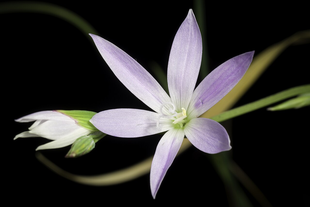 Geissorhiza inaequalis: Plant derived from West Cape prov., South africa Taxonomy Family: Iridaceae Juss. / アヤメ科 Subfamily: Crocoideae Tribe: Croceae Genus: Geissorhiza Ker Gawl. Distr