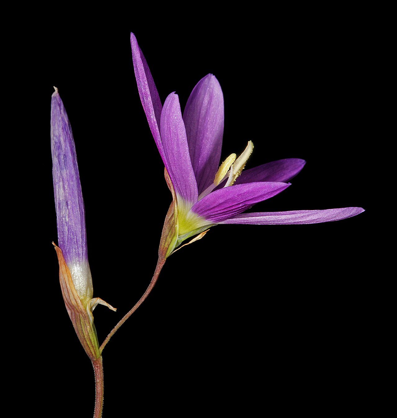 Geissorhiza inaequalis: Geissorhiza inaequalis , inflorescence with open flower and flower bud; farm Oorlogskloof, Nieuwoudtville, Northern Cape, South Africa