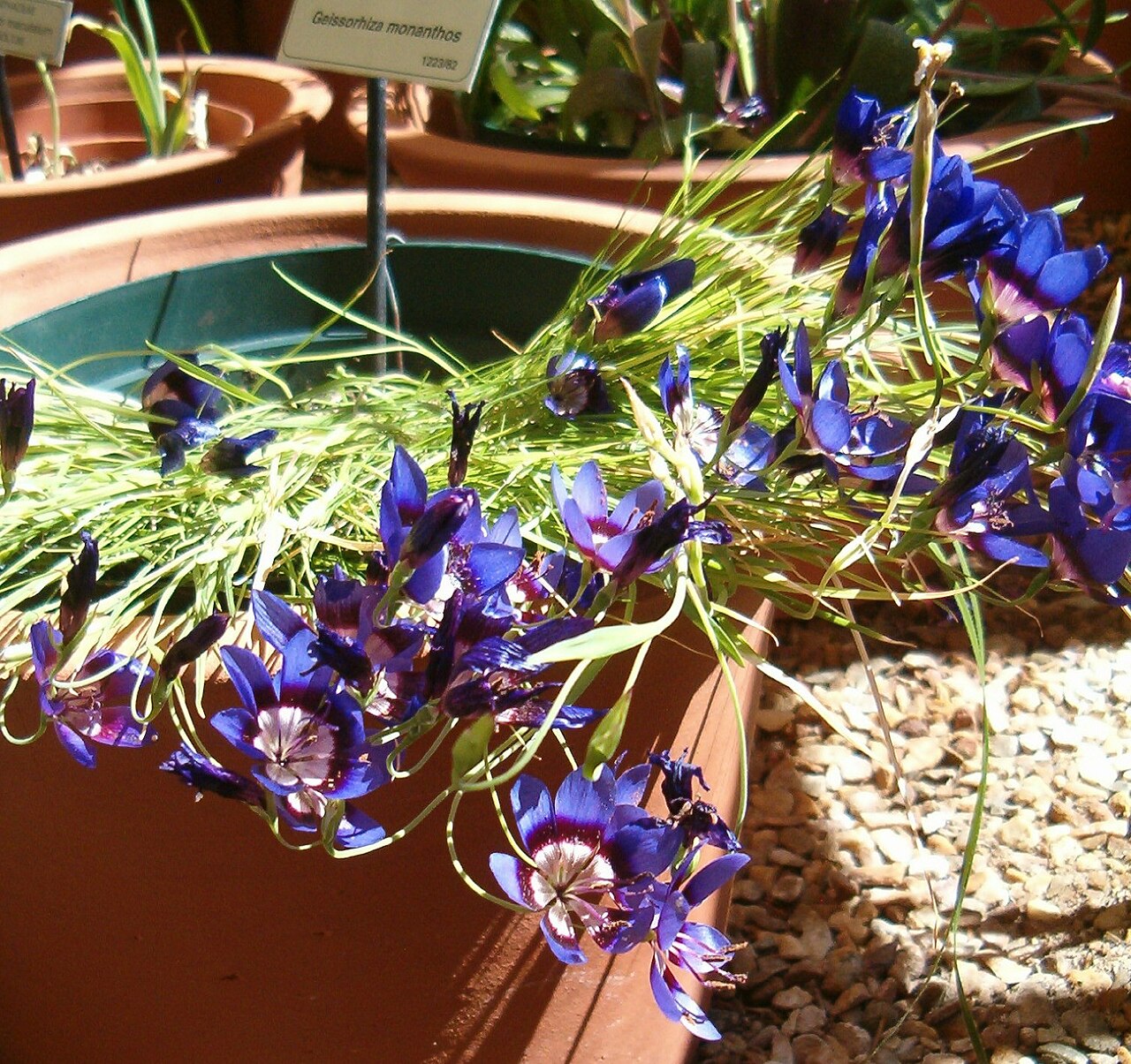 Geissorhiza monanthos: At Kirstenbosch National Botanical Gardens Genus Geissorhiza