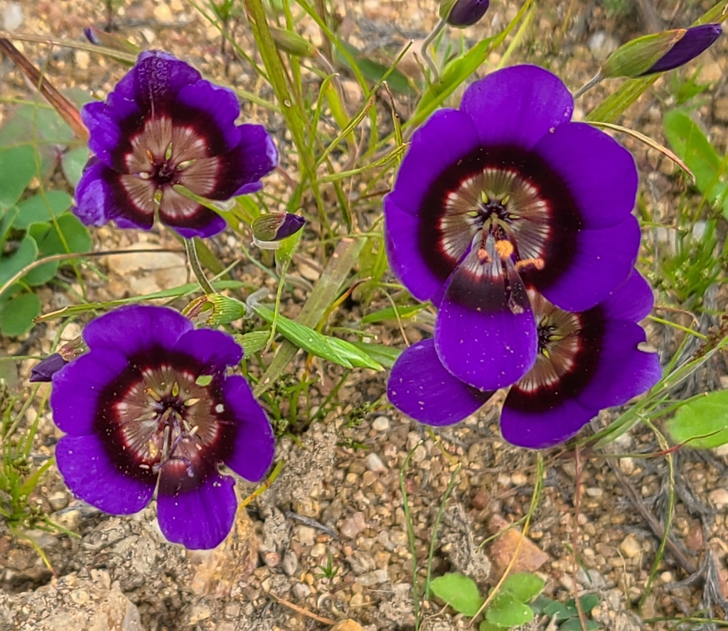 Geissorhiza monanthos (Geissorhiza monanthos)