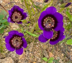 Geissorhiza monanthos (Geissorhiza monanthos)