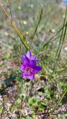 Geissorhiza monanthos (Geissorhiza monanthos)