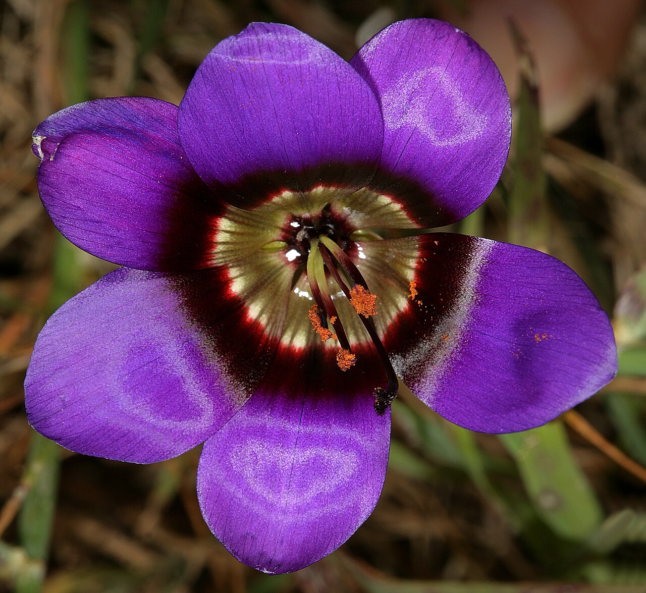 Geissorhiza monanthos: Geissorhiza monanthos , flower; Darling Renosterveld Reserve, Darling, Western Cape, South Africa