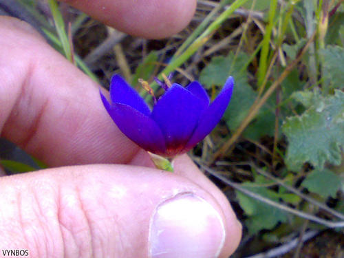 Geissorhiza monanthos (Geissorhiza monanthos)