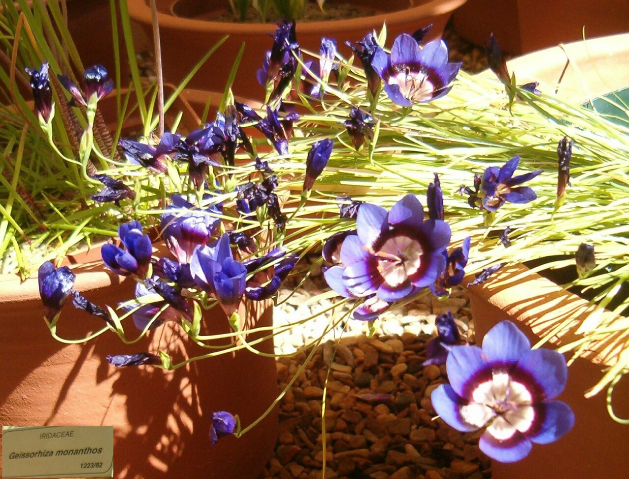 Geissorhiza monanthos: At Kirstenbosch National Botanical Gardens Genus Geissorhiza