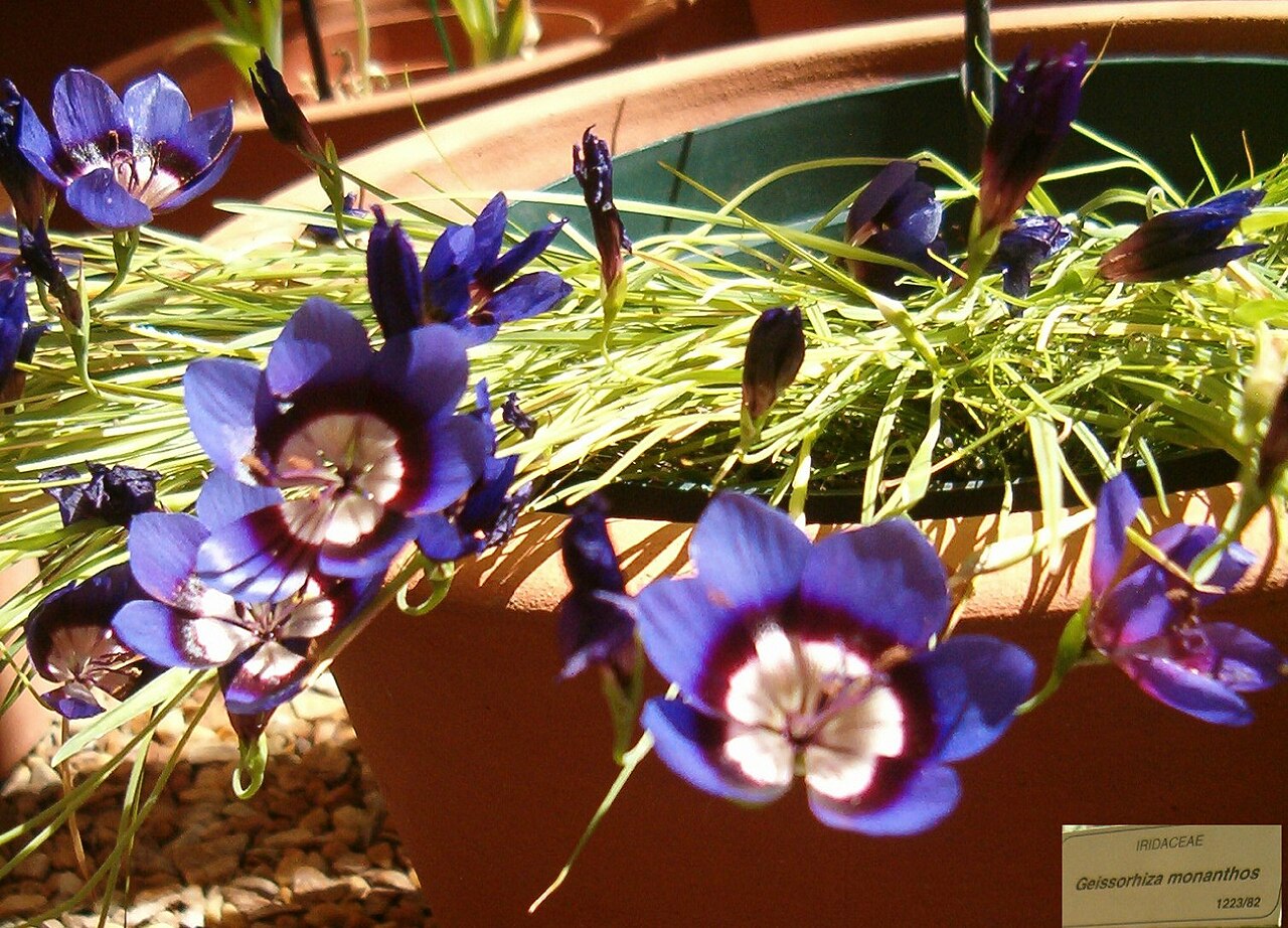Geissorhiza monanthos: At Kirstenbosch National Botanical Gardens Genus Geissorhiza