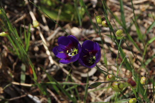 Geissorhiza monanthos (Geissorhiza monanthos)