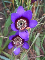 Geissorhiza monanthos (Geissorhiza monanthos)