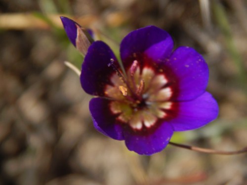 Geissorhiza monanthos (Geissorhiza monanthos)
