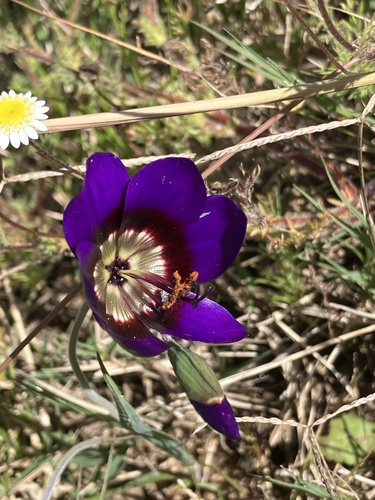 Geissorhiza monanthos (Geissorhiza monanthos)