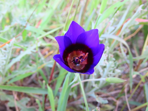 Geissorhiza monanthos (Geissorhiza monanthos)