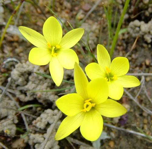 Geissorhiza ornithogaloides (Geissorhiza ornithogaloides)