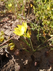 Geissorhiza ornithogaloides (Geissorhiza ornithogaloides)