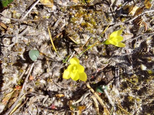 Geissorhiza ornithogaloides (Geissorhiza ornithogaloides)
