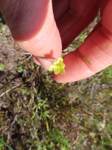 Geissorhiza ornithogaloides (Geissorhiza ornithogaloides)