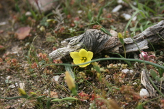 Geissorhiza ornithogaloides (Geissorhiza ornithogaloides)