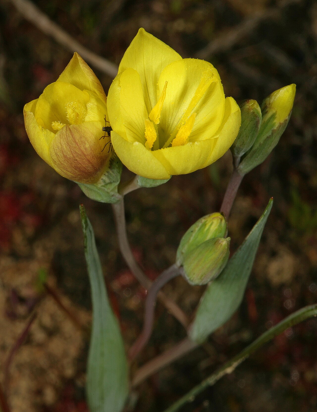 Geissorhiza ornithogaloides: Geissorhiza ornithogaloides; flowers; semi-disturbed seepage area in town, Wolseley, Western Cape, South Africa