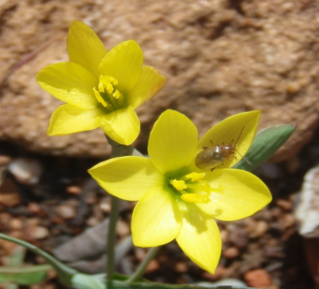 Geissorhiza ornithogaloides (Geissorhiza ornithogaloides)