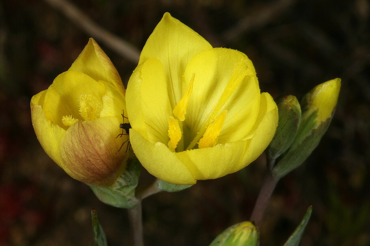 Geissorhiza ornithogaloides: Geissorhiza ornithogaloides; flowers; semi-disturbed seepage area in town, Wolseley, Western Cape, South Africa