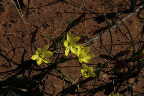Geissorhiza ornithogaloides (Geissorhiza ornithogaloides)