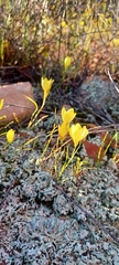Geissorhiza ornithogaloides (Geissorhiza ornithogaloides)