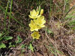 Geissorhiza ornithogaloides (Geissorhiza ornithogaloides)