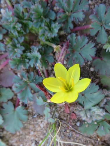 Geissorhiza ornithogaloides (Geissorhiza ornithogaloides)