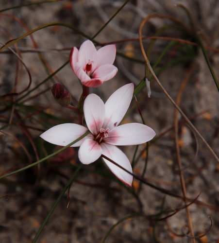 Geissorhiza ovata (Geissorhiza ovata)
