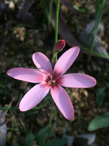 Geissorhiza ovata (Geissorhiza ovata)