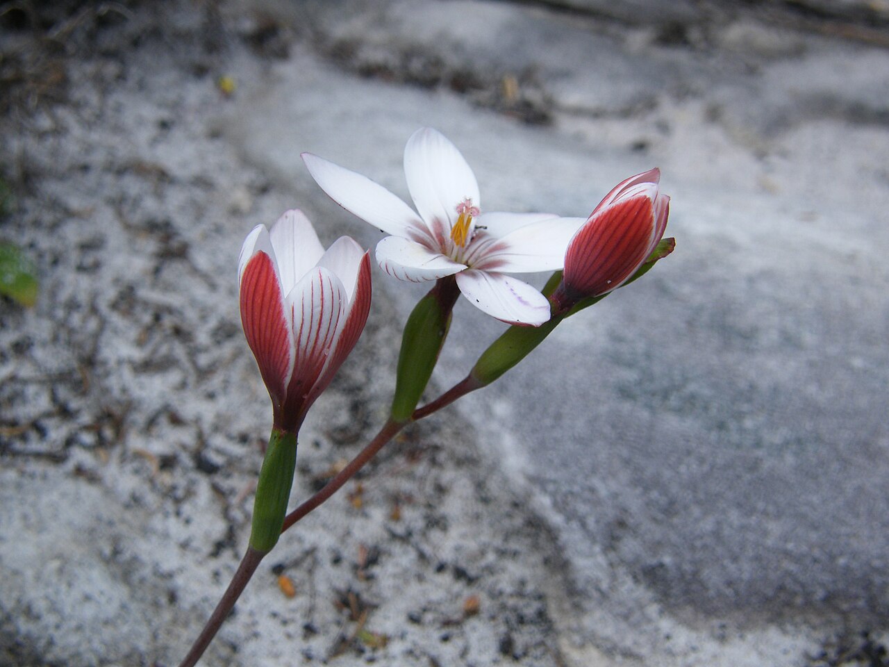 Geissorhiza ovata: Cape Point Cape Town