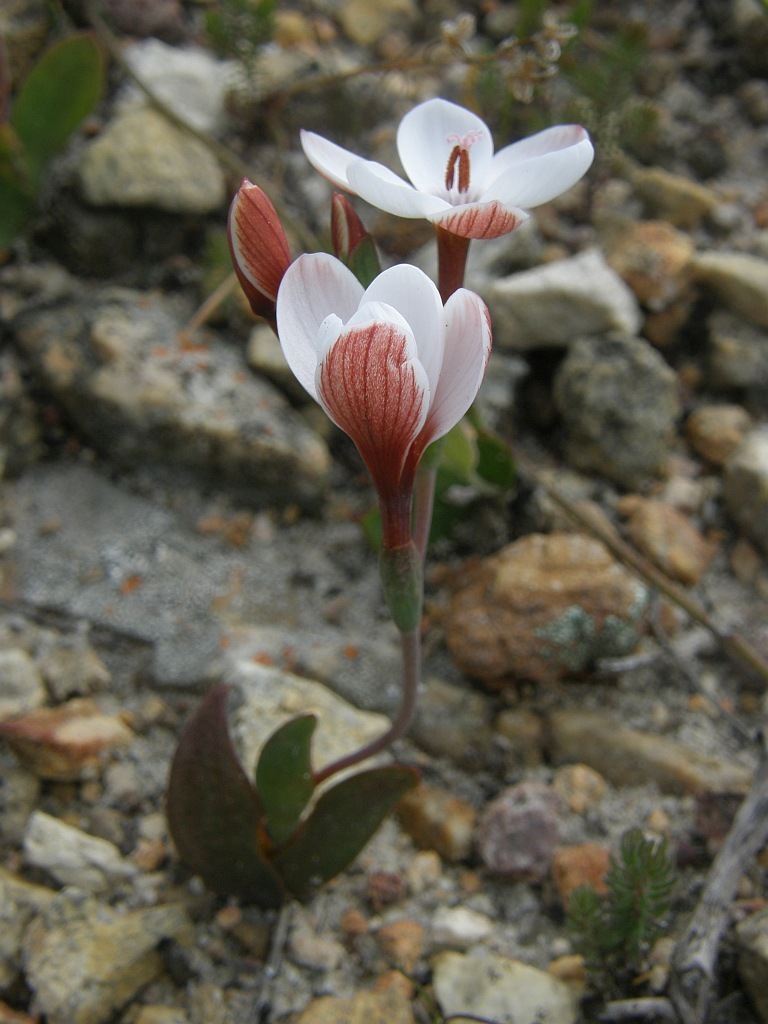 Geissorhiza ovata (Geissorhiza ovata)