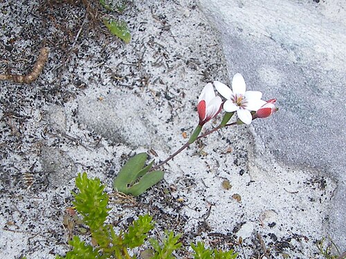 Geissorhiza ovata: Cape Point Cape Town