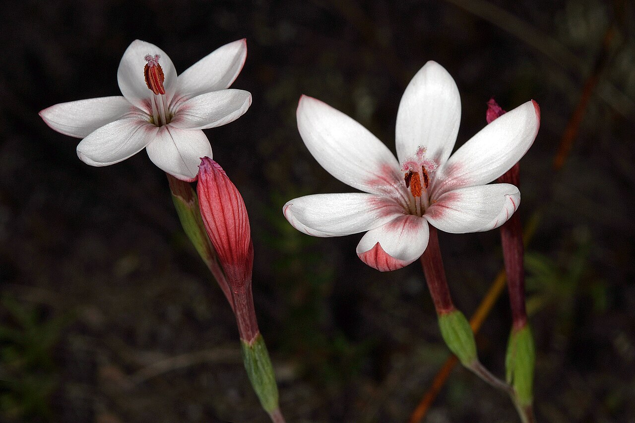 Geissorhiza ovata: Geissorhiza ovata , flowers; Harold Porter National Botanical Garden, Betty's Bay, Western Cape, South Africa