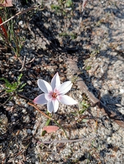 Geissorhiza ovata (Geissorhiza ovata)