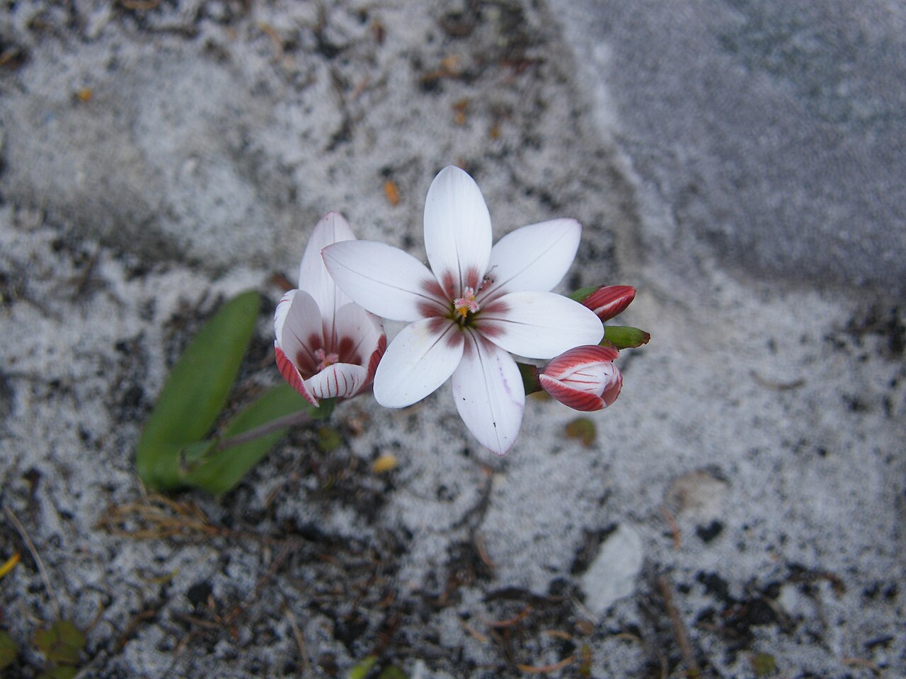 Geissorhiza ovata: Cape Point Cape Town