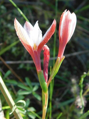 Geissorhiza ovata (Geissorhiza ovata)