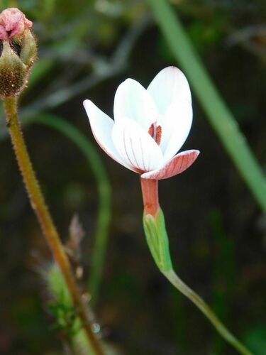Geissorhiza ovata (Geissorhiza ovata)