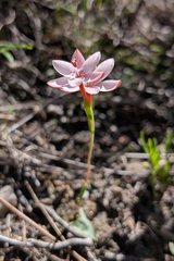 Geissorhiza ovata (Geissorhiza ovata)