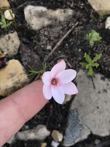 Geissorhiza ovata (Geissorhiza ovata)