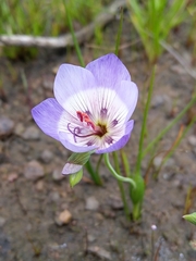 Geissorhiza radians (Geissorhiza radians)