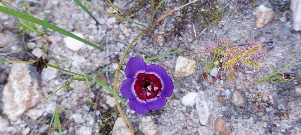 Geissorhiza radians (Geissorhiza radians)